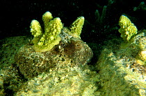 Broken corals glued with concrete to allow them to regenerate. Vabbinfaru island, North Male atoll, Maldives, Indian Ocean. September 2005.