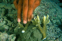 Scientist Abdul Azeez, glueing a piece of broken coral with concrete to help it regenerate. Vabbinfaru Island, North Male Atoll, Maldives, Indian Ocean. September 2005.