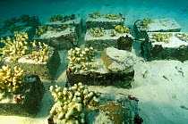 Corals glued with concrete and placed in warmer shallower waters to test how they respond to the increase in temperature, Vabbinfaru Island, North Male Atoll, Maldives, Indian Ocean. September 2005.