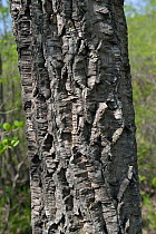 Amur cork tree (Phellodendron amurense) trunk, Amur Region, Russia.