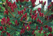 Yeddo spruce (Picea jezoensis) flower cones, Amur Region, Russia.