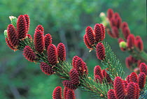 Yeddo spruce (Picea jezoensis) flower cones, Amur Region, Russia.