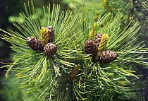 Siberian dwarf pine tree (Pinus pumila) cones, Amur Region, Russia.