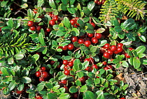 Northern bilberry (Vaccinium uliginosum) berries, Amur Region, Russia.