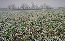 Mustard (Brassica sp) damaged by winter frosts, Picardy, France, January.