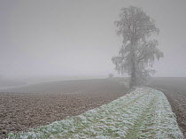 European white elm (Ulmus laevis) tree covered by hoarfrost, Picardy, France, January.