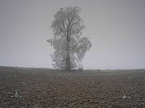 European white elm (Ulmus laevis) tree covered by hoarfrost, Picardy, France, January.
