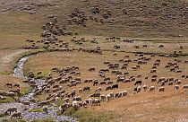 Herd of sheep near mountain stream, below Col du Restefont, Mercantour, France, August.