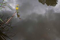 Yellow flag iris (Iris pseudacorus) in pond with reflections of  clouds, medicinal plant.  France, May.