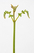Male fern (Dryopteris filix-mas) medicinal plant against white background.