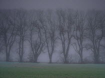Line of trees in fog, Chamouille, Aisne, Picardy, France, November.