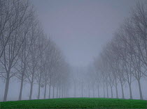 Avenue of Poplar (Populus sp) trees in fog, Villers Le Sec, Aisne, Picardy, France, December.