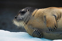 Bearded seal (Erignathus barbatus) hauled out on ice, Svalbard, Norway, August.
