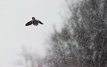 Northern hawk owl (Surnia ulula ulula) in flight during snowfall, Tana, Norway, April.