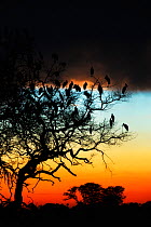 African openbill  storks (Anastomus lamelligerus lamelligerus) group roosting in tree, silhouetted on sunset, Okavango, Botswana.