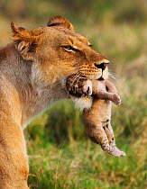 Lioness (Panthera leo) moving her newborn cub, Okavango, Botswana
