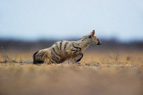 Aardwolf (Proteles cristata) Kalahari desert, Botswana.
