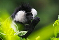 L'Hoest's monkey (Cercopithecus lhoesti) feeding on leaves, Rwanda.