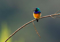 Regal sunbird (Cinnyris regius regius) Nyungwe National Park, Rwanda.