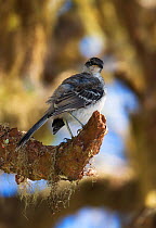 Galapagos mockingbird (Mimus parvulus) perched on tree, rear view, Galapagos.