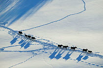 Herd of Moose (Alces alces) following in line in each other's tracks,  aerial view, Valdres, Norway, February.
