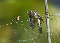 Meadow pipit (Anthus pratensis) feeding young Eurasian cuckoo (Cuculus canorus), Valdres, Norway, July.