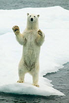 Polar bear (Ursus maritimus) waving standing on hind legs with paws raised, Svalbard, Norway, September.