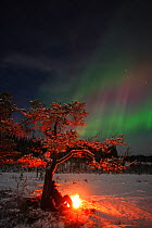 Man resting by tree with small fire, with Northern Lights in the sky above, Valdres, Norway, January 2005.