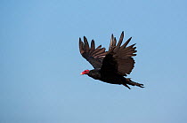 Turkey vulture (Cathartes aura) in flight, Ushuaia, Argentina, February.