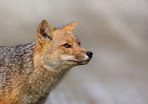 Andean fox (Lycalopex culpaeus) portrait, Tierra del Fuego, Argentina.