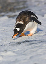 Gentoo penguin (Pygoscelis papua) eating snow, Brown Bluff, Antarctica, March.