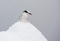 Antarctic tern (Sterna vittata) resting on snow, Antarctica, March.