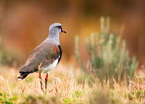 Southern lapwing (Vanellus chilensis fretensis) Tierra del Fuego, Argentina, March.