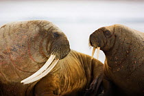 Walruses (Odobenus rosmarus) adult and young hauled on ice. Hinlopen, Svalbard, Norway, June.