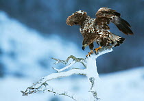 White-tailed eagle (Haeliaeetus albicilla) perched on snowy snag with wings raised, Flatanger, Norway, January.