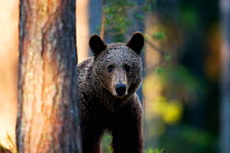 European brown bear (Ursus arctos arctos) peering past tree trunks in forest, Finland, June.
