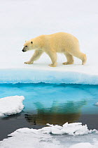 Polar bear (Ursus maritimus) walking on ice, reflected in still water, Spitsbergen, Svalbard, Norway. July.