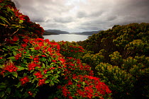 Southern rata (Metrosideros umbellata) trees in flower, Auckland Island, New Zealand. February.