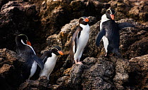 Snares Penguin (Eudyptes robustus) group of four on rocks, Snares Island, Sub-Antarctic New Zealand.