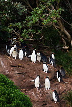 Snares Penguin (Eudyptes robustus) colony on rocks, Snares Island, Sub-Antarctic New Zealand.