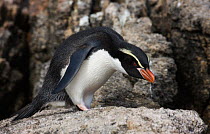 Snares penguin (Eudyptes robustus) hunched over, Snares Island, Sub-Antarctic New Zealand.