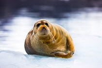 Bearded seal (Erignathus barbatus) hauled out on ice, Spitsbergen, Svalbard, Norway, July.