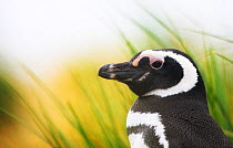 Magellanic penguin (Spheniscus magellanicus) profile portrait, Falkland Islands, November.