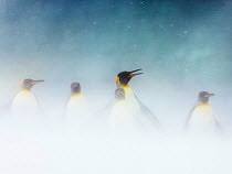 King penguins (Aptenodytes patagonicus) group of four on beach in snow storm, South Georgia, November.