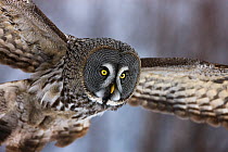 Great grey owl (Strix nebulosa lapponica) in flight, close up, Finland, March.