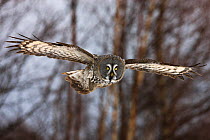 Great grey owl (Strix nebulosa lapponica) in flight in front of forest, Finland, March.