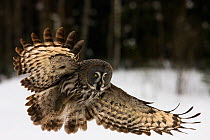Great Grey Owl (Strix nebulosa lapponica) hunting, Finland, March.