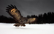 Great grey owl (Strix nebulosa lapponica) in flight, hunting in snow, Finland, March.