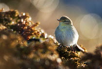 Willow warbler (Phylloscopus trochilus acredula) on moss, Norway, May.