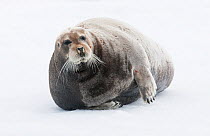 Bearded seal (Erignathus barbatus) hauled out, Spitsbergen, Svalbard, Norway, June.